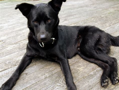 Maybe you would like to learn more about one of these? Does Anyone Own a Black Lab/Shepherd/Husky Mix?