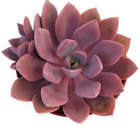 Top 20 Most Beautiful Purple Succulents In The World Succulents Network