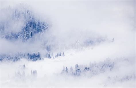 Snowy Fir Trees In Fog Winter In The Mountains Stock Photo Image Of