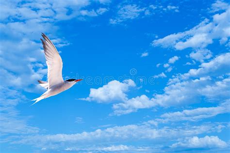Flying Gull Or Sea Gull In Blue Sky With White Clouds Stock Image