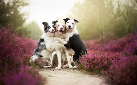 The images featured below are lovely colorful graphics depicting an array of different colors and shapes of gorgeous roses. Friends, Dog, Flowers, Mist, Animals, Nature, Pet ...