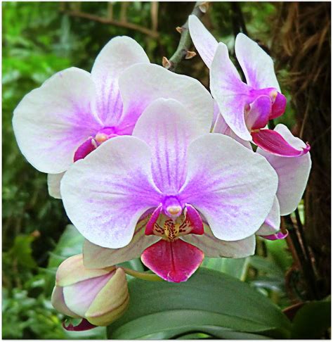 Tropical Orchids Photograph By Mindy Newman Fine Art America