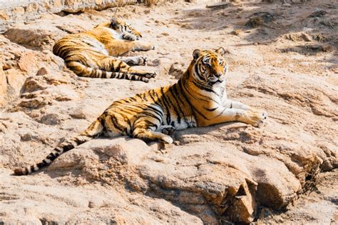 Two Tiger Animal Lying On Ground During Daytime Free Image Peakpx