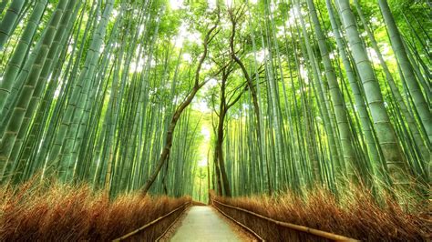 япония лес роща бамбук дорожка HD обои для ноутбука
