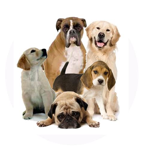 Download Dog Png 2 Free Transparent Png Images Icons