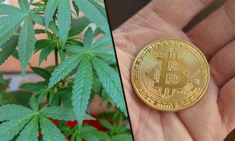 Germany is open to bitcoin, where it is considered legal but taxed differently depending upon whether the authorities are dealing with exchanges bitcoin is essentially banned in china. Is Legal Cannabis The New Bitcoin?