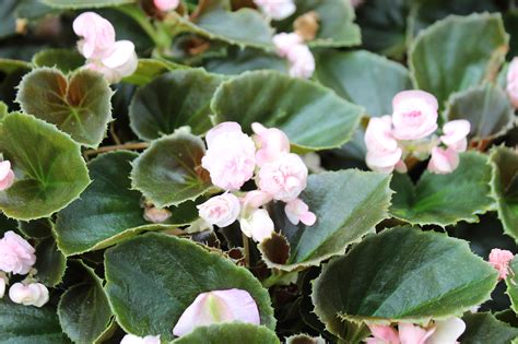 Meadow View Growers How To Care For Begonias