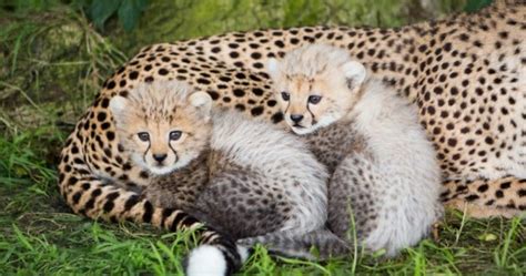 What Would You Name These Lion And Cheetah Cubs · Thejournal Ie