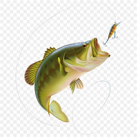 Largemouth Bass Smallmouth Bass Vector Graphics Bass Fishing Png