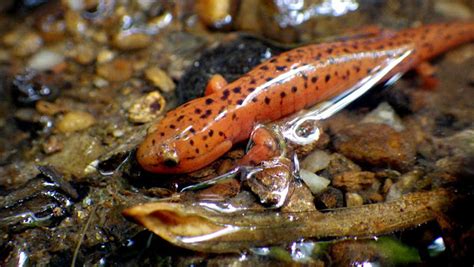 Northern Red Salamander Project Noah