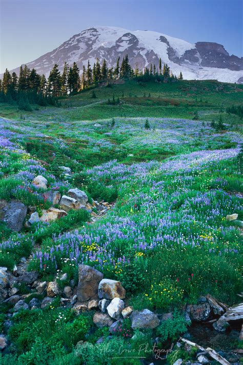 Mount Rainier Paradise Meadows Wildflowers Alan Crowe Photography