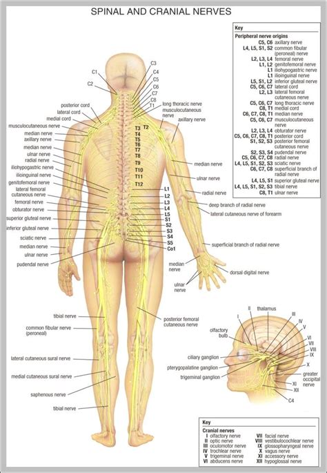 Although no one knows where the number originates. Lower Back Diagram Of Human Body Organs Front And Back ...