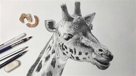 Pencil Drawing For Giraffe