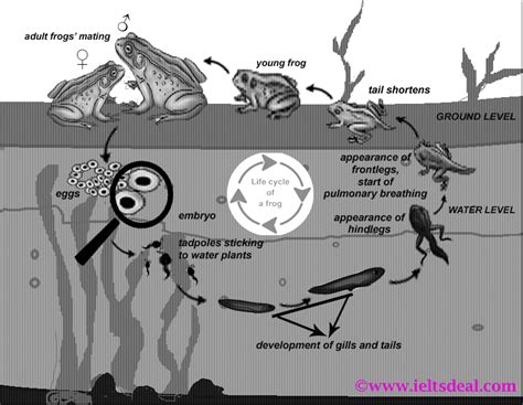 Ielts Ac Writing Task 1 Diagram Life Cycle Of A Frog With Detailed