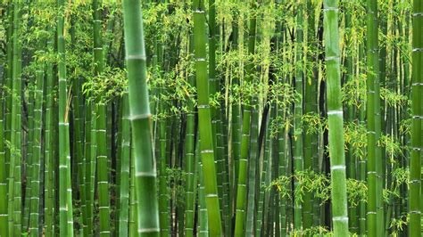 Bamboo HD Wallpapers Top Free Bamboo HD Backgrounds WallpaperAccess