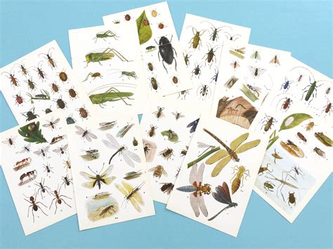 Insect Book Pages Paper Ephemera Insect Prints For Collage Etsy