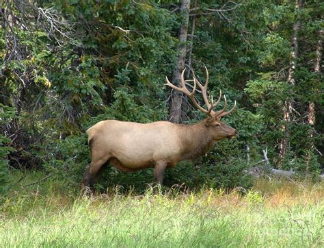 Rocky Mountain Elk Photograph By Sandie Michals Pixels
