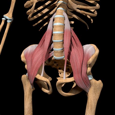 Hip Flexor Anatomy Diagram Sexiz Pix