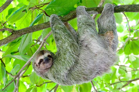 Sloth Facts Anatomy For Being Upside Down — Sloth Speaks