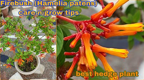 Firebush Hamelia Patens Flower Plant Best Care And Grow Tips