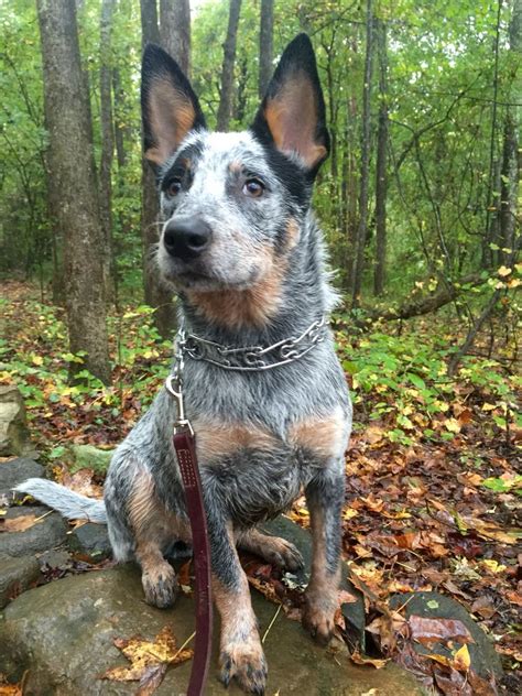 Getting Big Blue Heeler Dogs Cute Animal Pictures Cattle Dog