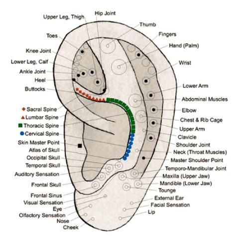 Pin By The Path To Wellness On What Is Auricular Acupuncture