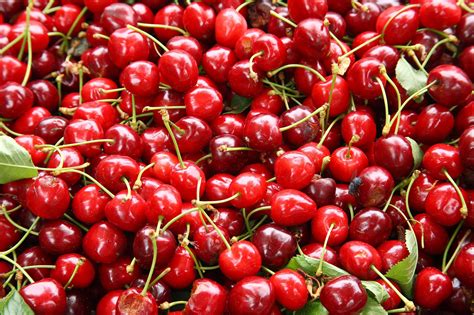 sour cherries fruit growing fruit fruit trees