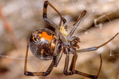 Learn More About The Behavior And Biology Of Florida Spiders