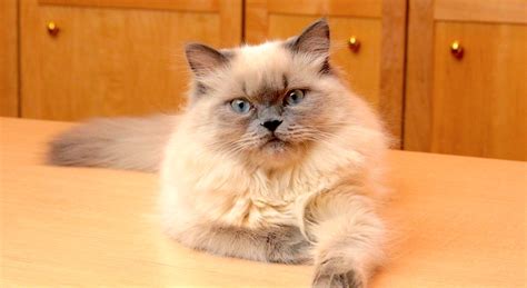 20 Fun Facts You Didnt Know About Himalayan Cats