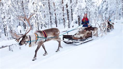 Reindeer Rides In The Santa Claus Village Rovaniemi Lapland