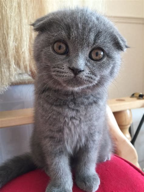 Scottish Fold Katzen Informationen Zu Den Rassen Omlet