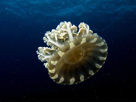 Upside Down Jellyfish Stock Photos Pictures And Royalty Free Images Istock