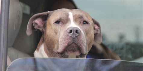 A good option to help put weight on dogs is a common recipe referred to as satin balls, which was first developed by diana carreon, r.n.,c. Does Neutering Cause Weight Gain In Dogs? | HuffPost UK
