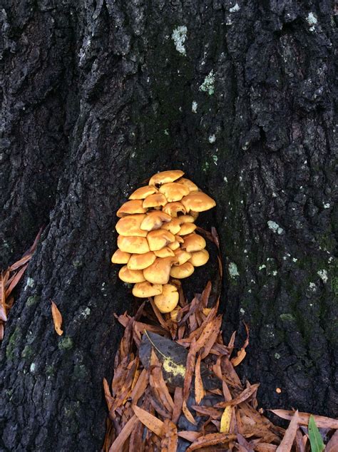 Cluster Of Mushrooms Growing At The Base Of The Old Willow Oak In My