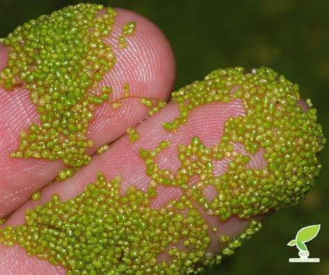 Worlds Smallest Flowering Plant Wolffia Species Anybody Can Farm