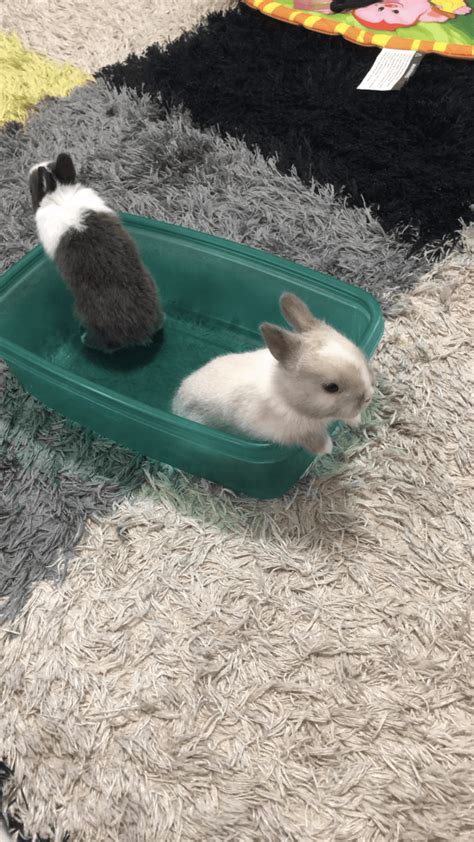 Netherland Dwarf rabbit Rabbits For Sale | Newark, NJ #300975