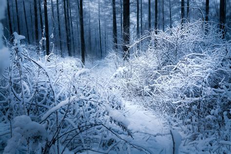 Frozen Frozen Forest Snow And Ice Mood Colors Landscape