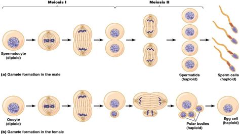 Stages Of Meiosis Youtube