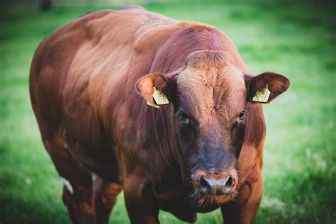 best beef cattle breeds countryside 2023