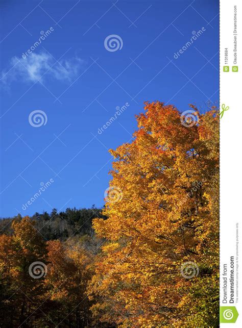 Autumn Leaves On Blue Sky Stock Photo Image Of Canada 11318684