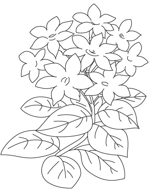 200 Species Native Jasmine Flower Colouring Pages - Picolour