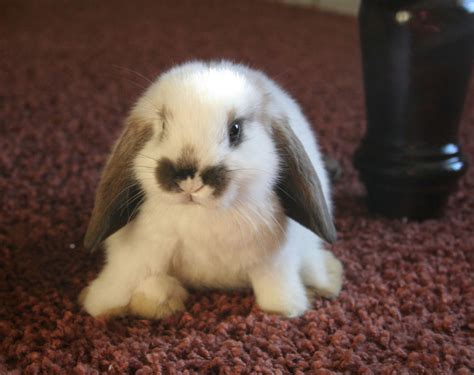 Rabbits Cute
