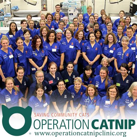Operation Catnip Trains Veterinarians To Save Americas Community Cats