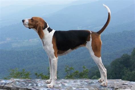 10 Things You Didnt Know About The Walker Hound