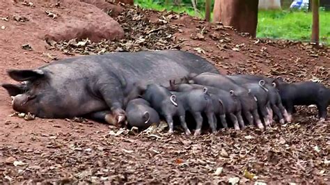 Piglets Feeding At Broome Farm Youtube