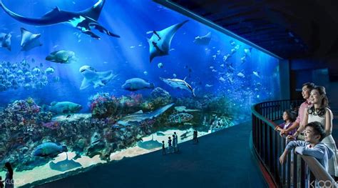 Up To 15 Off Book Sea Aquarium Sentosa Singapore Ticket Online Klook