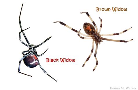 Whats A Black Widow Spider Is That Spider Poisonous Northwest