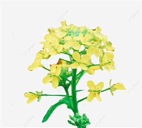 Yellow Wildflowers Png Vector Psd And Clipart With Transparent