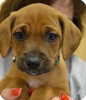 Contact columbus boxer breeders near you using our free boxer breeder search tool below! Finn | Adopted Puppy | Toledo, OH | Boxer/Miniature ...