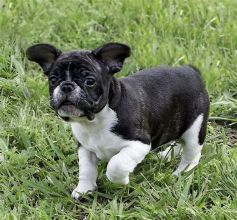 We have available french bulldog puppies currently which are brindle pied boy, and brindle boy and girl. French Bulldog San Diego Craigslist | Top Dog Information